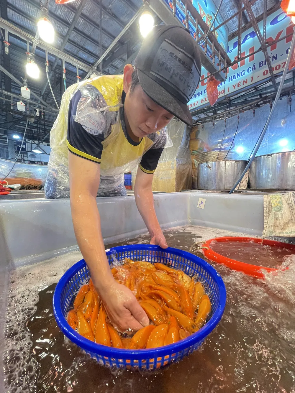 Cá chép phục vụ thị trường trong ngày 23 tháng Chạp năm Nhâm Dần tại chợ đầu mối Bình Điền. Ảnh: HOÀNG HÙNG Cá chép phục vụ thị trường trong ngày 23 tháng Chạp năm Nhâm Dần tại chợ đầu mối Bình Điền. Ảnh: HOÀNG HÙNG