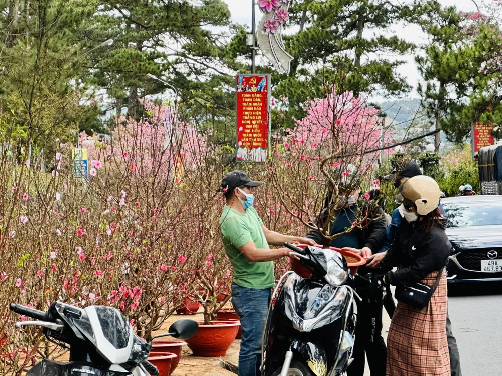Người dân tấp nập mua sắm hoa kiểng tết trên đường Trần Hưng Đạo, TP Đà Lạt, trưa 21-1. Ảnh: ĐOÀN KIÊN Người dân tấp nập mua sắm hoa kiểng tết trên đường Trần Hưng Đạo, TP Đà Lạt, trưa 21-1. Ảnh: ĐOÀN KIÊN
