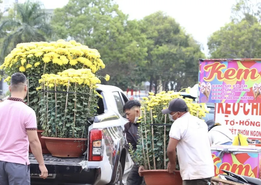 Những chậu cúc đại đóa chuẩn bị lên xe, "về nhà" đón xuân. Ảnh: MAI CƯỜNG Những chậu cúc đại đóa chuẩn bị lên xe, "về nhà" đón xuân. Ảnh: MAI CƯỜNG