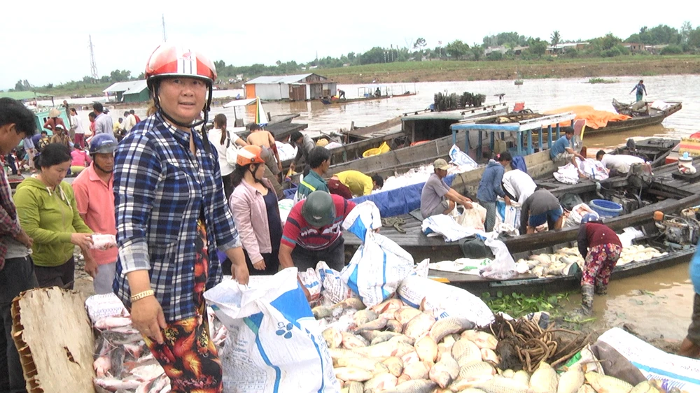 Cá bè trên sông La Ngà chết hàng loạt khiến nhiều gia đình nuôi cá điêu đứng