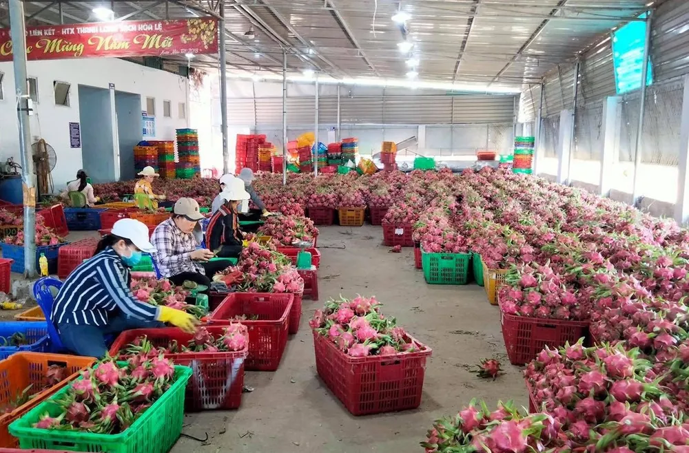 Thanh long Bình Thuận chính thức được bảo hộ chỉ dẫn địa lý tại Nhật Bản ảnh 2