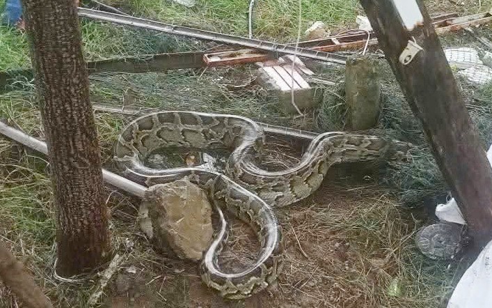 居民在山茶坊成荣居民区发现蟒蛇。