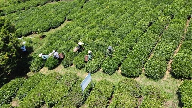 500个集装箱滞留将给出口企业造成重大损失，并直接影响国内茶农的生计。