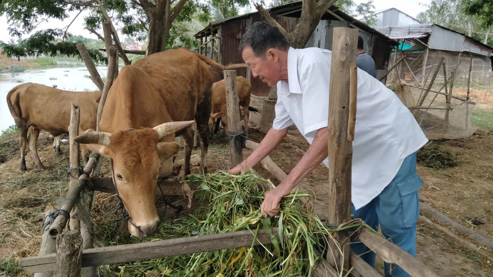 Ông Nguyễn Văn Hưởng chăm sóc đàn bò sinh sản của gia đình