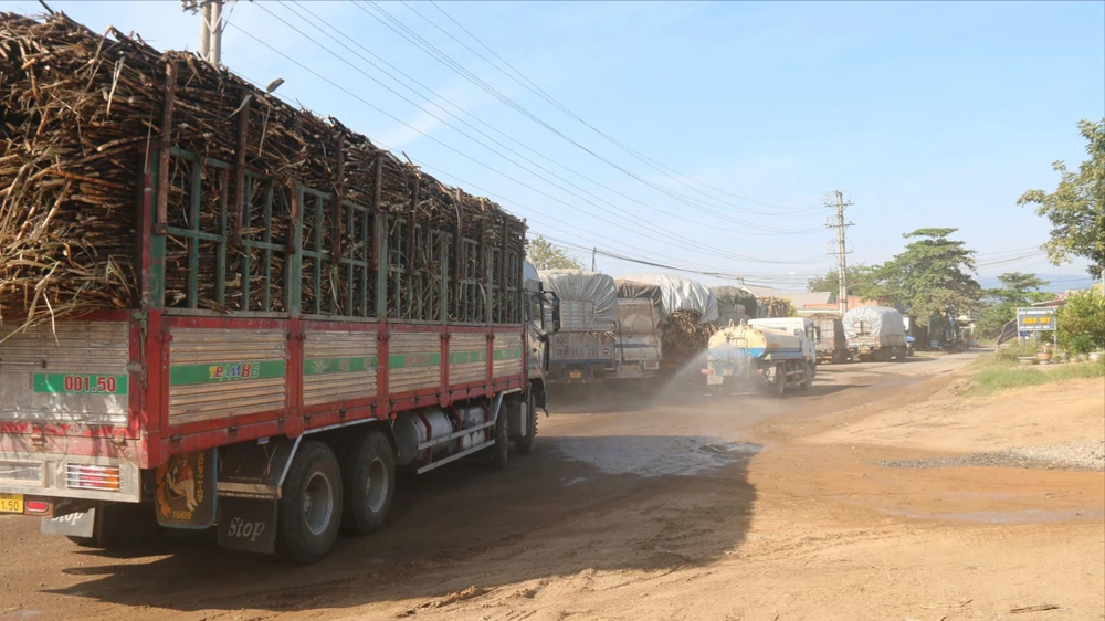 Hàng chục xe chở mía chạy liên tục khiến tuyến đường Ma Lâm - Thuận Minh (tỉnh Bình Thuận) bị xuống cấp nghiêm trọng