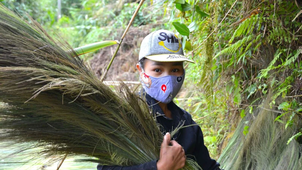 Thu hoạch đót đầu xuân tại thôn Trà Ôi, xã Trà Xinh (huyện Trà Bồng, Quảng Ngãi). Ảnh: NGUYỄN TRANG