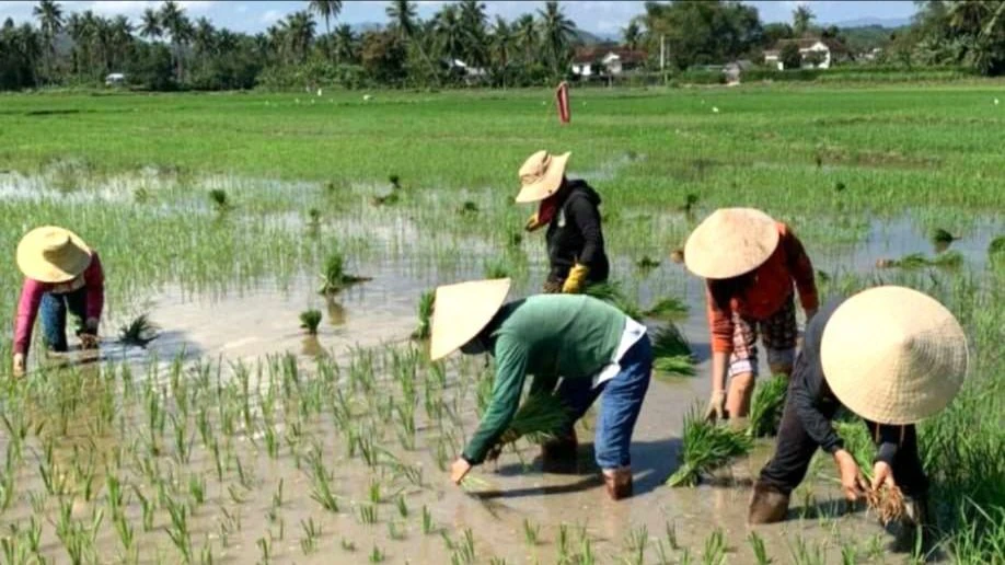 Vần công vẫn được duy trì ở nhiều địa phương vùng ĐBSCL