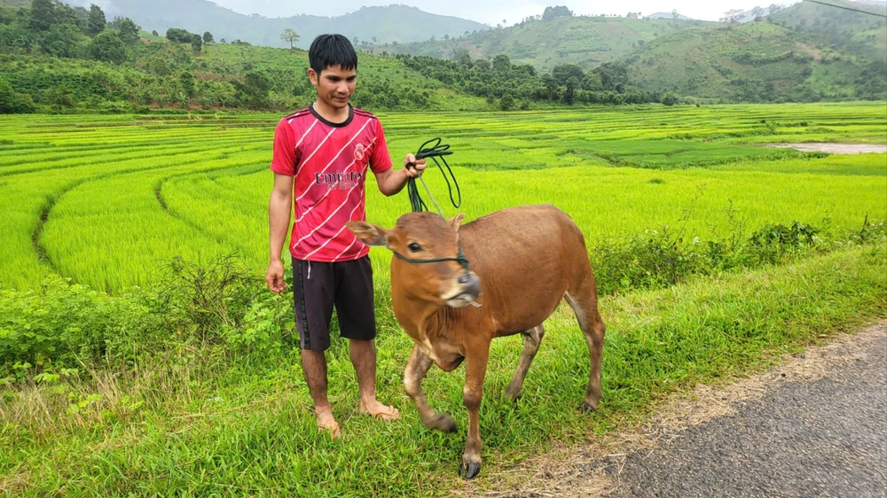 Anh A Định được tặng bò, làm sinh kế vươn lên thoát nghèo