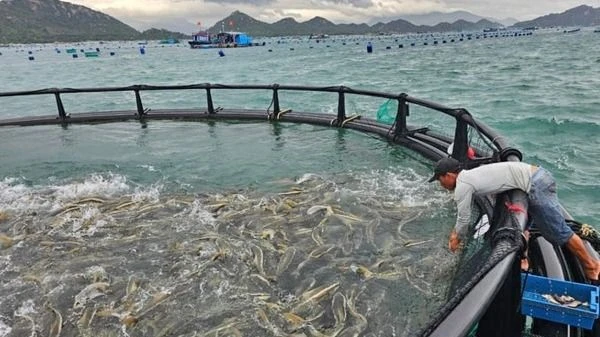 Chính phủ đồng ý thí điểm phát triển nuôi biển công nghệ cao tại Khánh Hòa