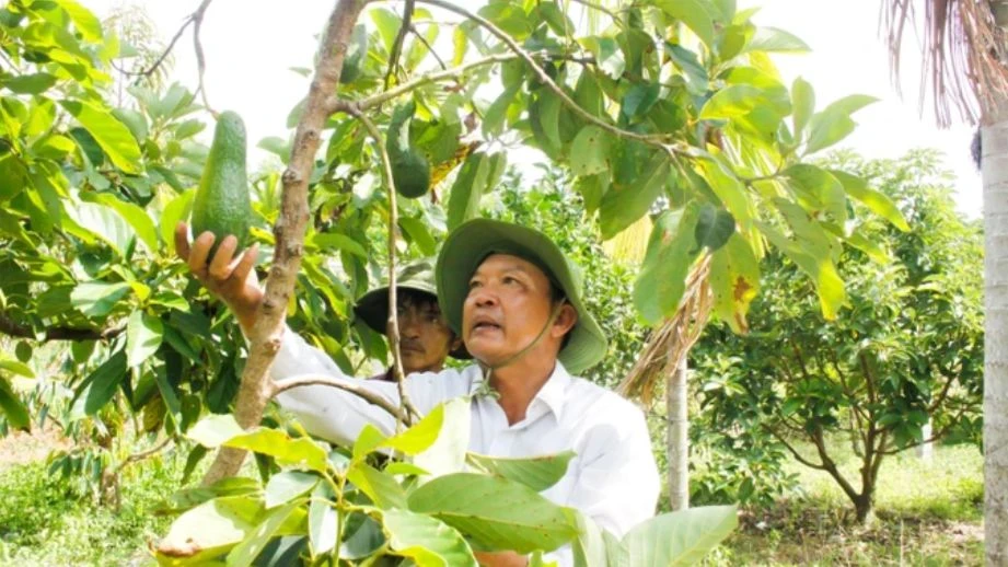 Tây Nguyên: Bơ đầu mùa giá gấp đôi năm trước