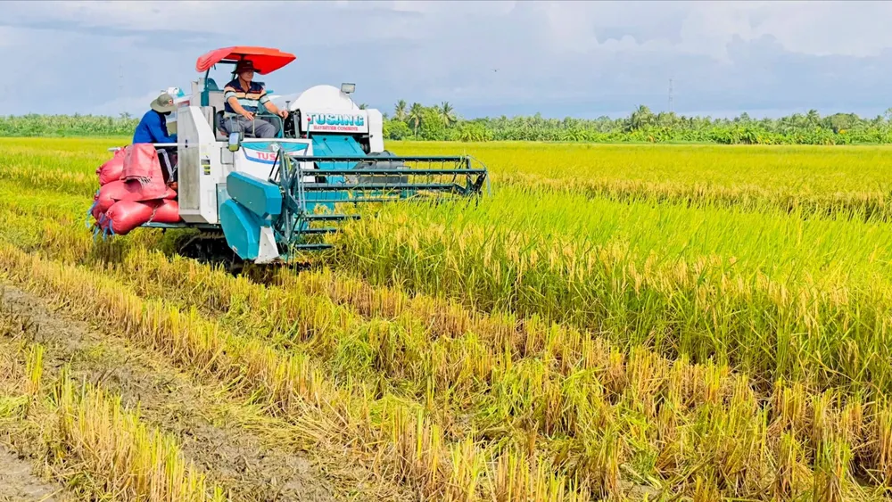 Hỗ trợ nông dân sấy và trữ lúa