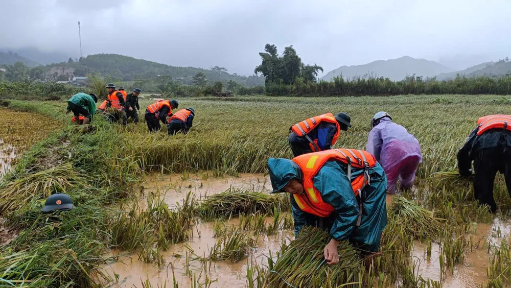 Gặt lúa chạy bão z7058089742583_46efe7026e16d5c7df22c586615102a6.jpg
