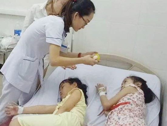 Primary students in Nghe An province are hospitalized due to eating wutong seeds (Photo: SGGP)