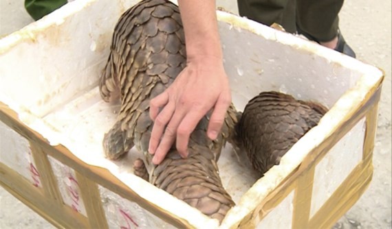 31 pangolins hidden in truck carrying aquatic products
