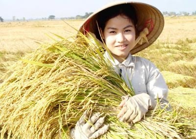 Harvesting rice in Dong Thap Province (Photo: SGGP)