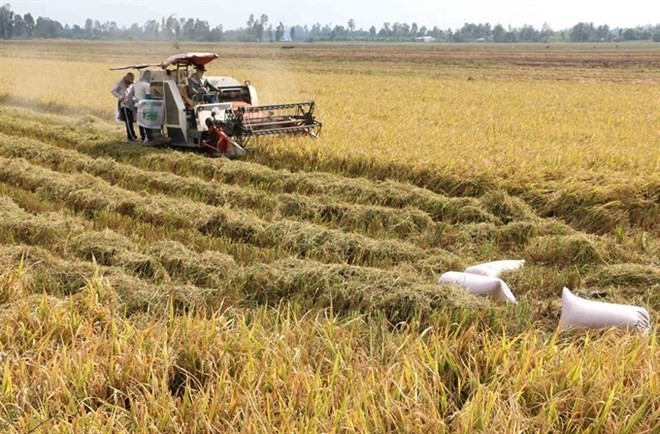 Rice husks and straw can be turned into energy (Photo: VNA)