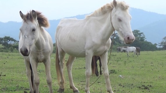 Vietnam’s largest grassland where horses live