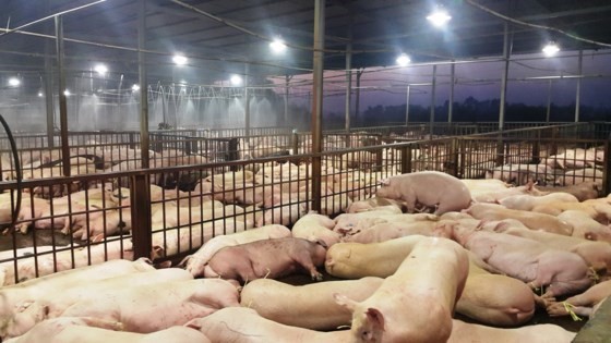 Sedative-injected pigs are detected in Xuyen A slaughterhouse in Ho Chi Minh City's  outlying district Cu Chi (Photo: SGGP)