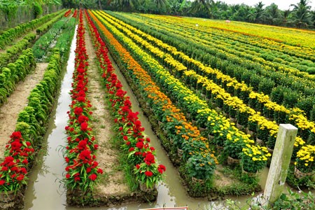 A corner of Sa Dec flower village (Photo: Tri Vien )