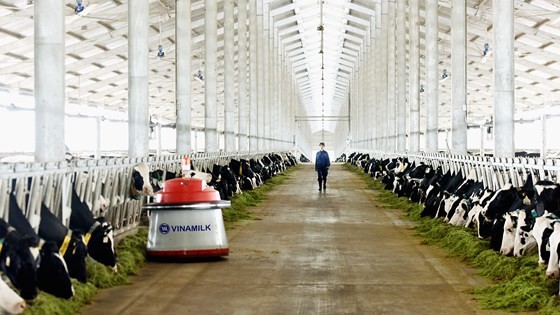 Vinamilk inaugurates IT-adopted milk cow farm in Thanh Hoa