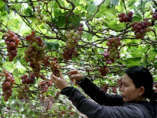 Vineyards in the south central province of Ninh Thuan have become a tourism product (Photo: VNA)