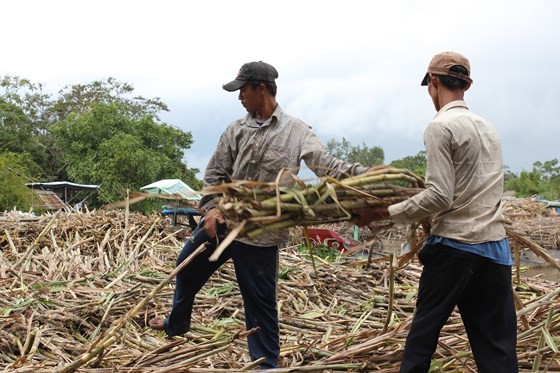 Sugar price falls, high inventory