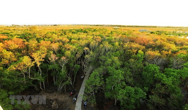 A view of Ru Cha submerged forest in Huong Tra township, Thua Thien-Hue province (Photo: VNA)