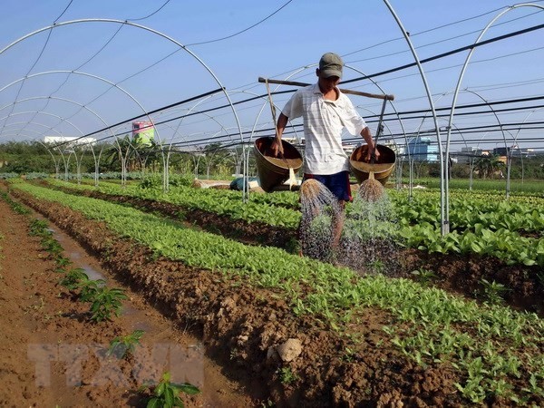 A farmer waters vegetables in Hoa Vang district, Da Nang city (Photo: VNA)