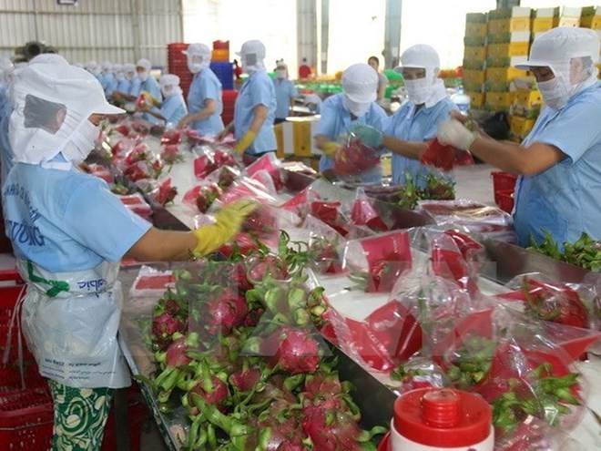 Dragon fruits for exports (Photo: VNA)