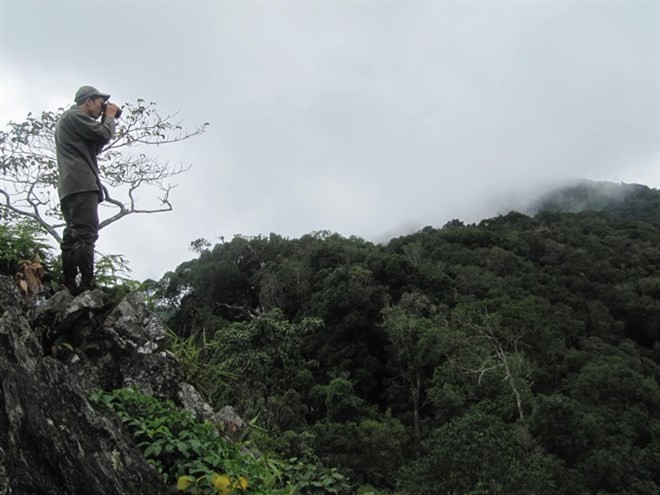A corner of forest in the Central Highlands region of Vietnam (Photo: VNA)