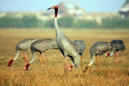 Sarus crane - Illustrative image (Source: Internet)