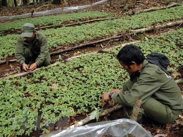 A garden of Ngoc Linh ginseng seedlings of the Dak To Forestry Co. Ltd (Photo: VNA)