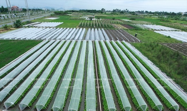 Safe vegetable production in Dong Anh district, Hanoi. (Source: VNA)