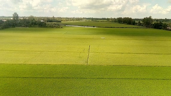 A paddy field in An Giang province (Photo: SGGP)