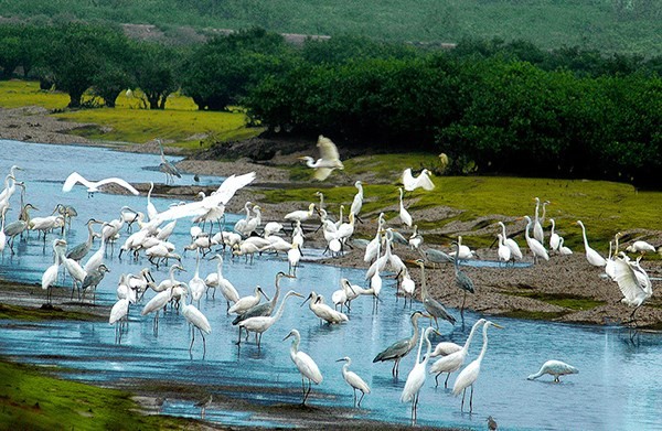 Biodiversity corridor to be built in central provinces