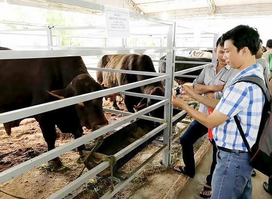 Dairy farmers turn to crossbred cattle