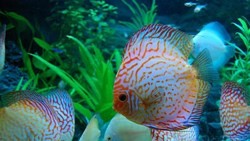 City’s ornamental fish exporters target to earn $22 million