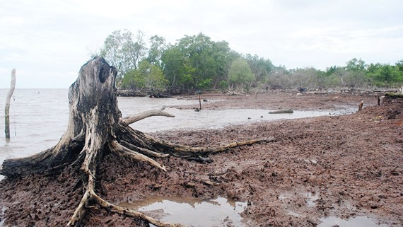 Ca Mau province loses 500-ha protection forest due to landslides annually