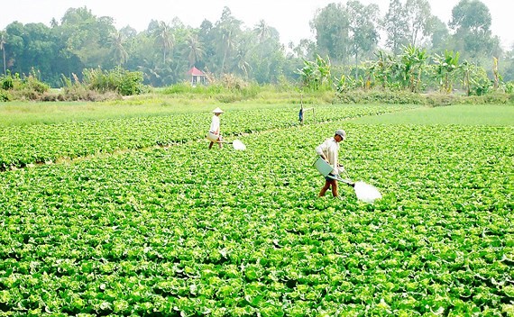 Farmers in the Mekong delta stop rice cultivation and swith to veggies (Photo: SGGP)