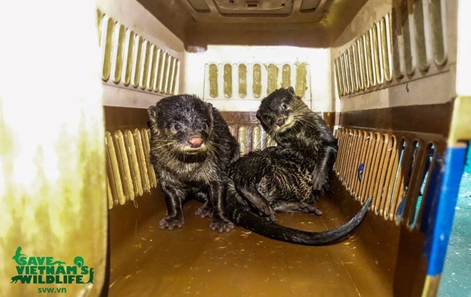 Ten Asian small-clawed otters (Aonex cinerea) are rescued from illegal traders by the Save Vietnam’s Wildlife (SVW) in Nam Dinh. (Photo: SVW)