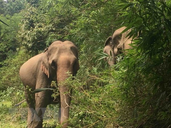 Animals Asia funds elephant conservation project in Dak Lak