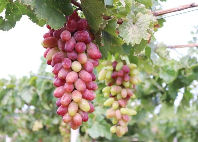 Ninh Thuan’s new grape variety approved for cultivation