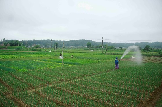 Vegetable rises in first market-day of lunar new year