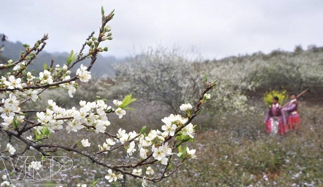 Ban flowers in Son La (Source: Internet)