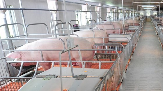 Mekong delta shifts to swine breeding in value chains