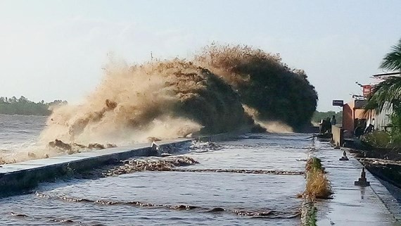 Ganh Hao Dyke in Bac Lieu Province in the Mekong detla breaks up (Photo: SGGP)