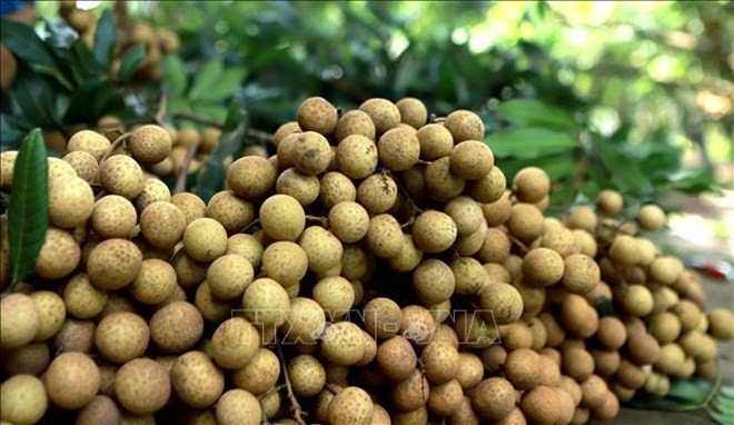 Vietnam steps up work to help longan enter Australian market