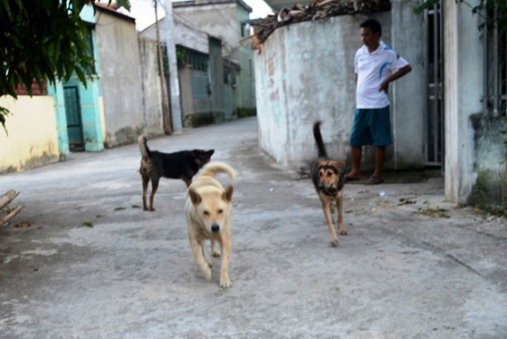 Free-roaming dogs and rabies transmission are integrally linked (Photo: SGGP)