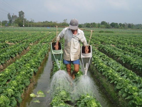 Farmers in Mekong delta earn more thanks to agricultural restructuring