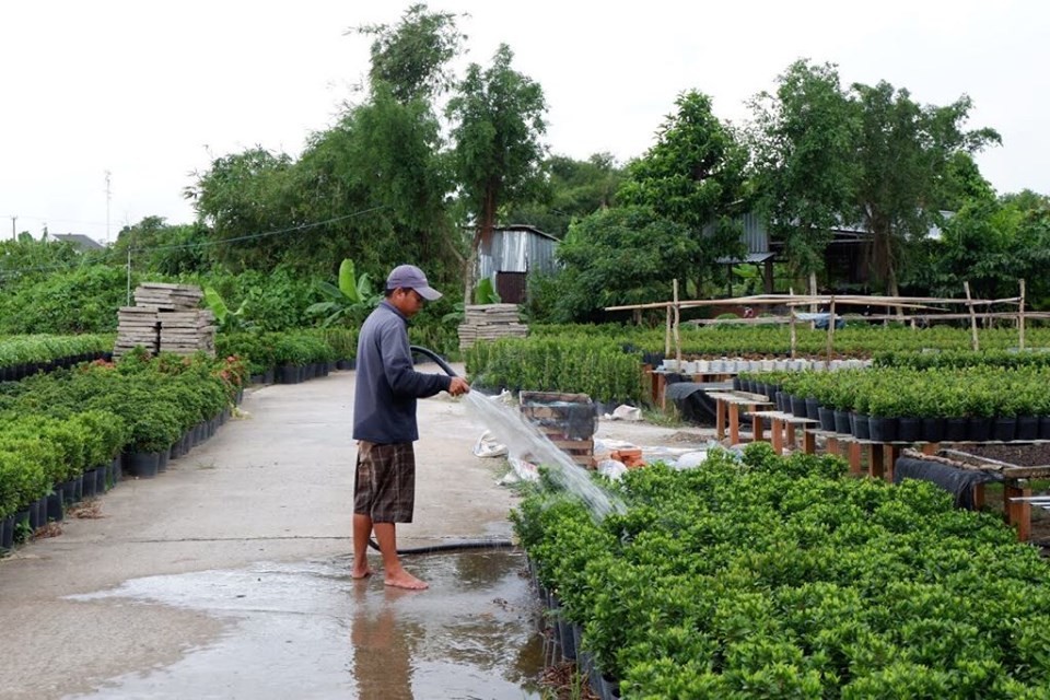 A flower farmer is watering his plants to to fully develop in shape and beauty before selling them for decorations during Tet (Photo: Bao Phuong)